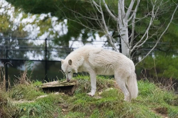 Grande lobo branco andando em uma grama verde — Fotografia de Stock