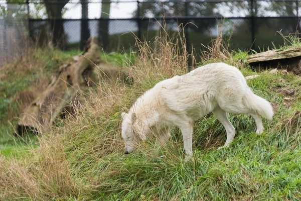 녹색 잔디에 걷는 큰 흰 늑대 — 스톡 사진