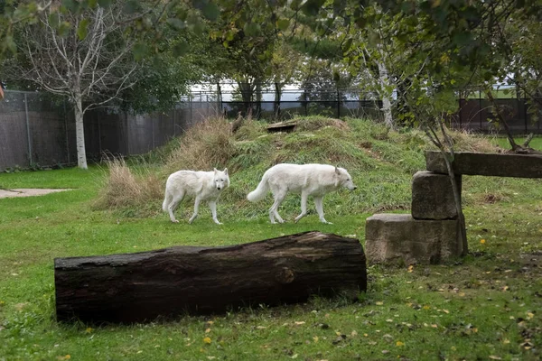 Große weiße Wölfe gehen auf einem grünen Gras — Stockfoto