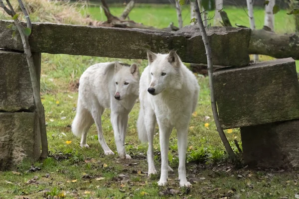 Grandes lobos brancos andando sobre uma grama verde — Fotografia de Stock