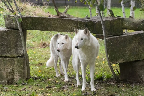 Grandes lobos brancos andando sobre uma grama verde — Fotografia de Stock