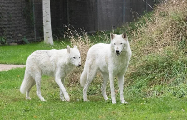 Grandes lobos brancos andando sobre uma grama verde — Fotografia de Stock