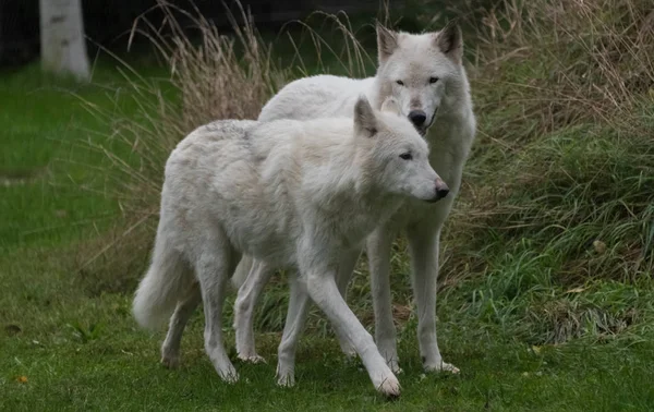 Duże białe wilki, chodzenie na zielonej trawie — Zdjęcie stockowe