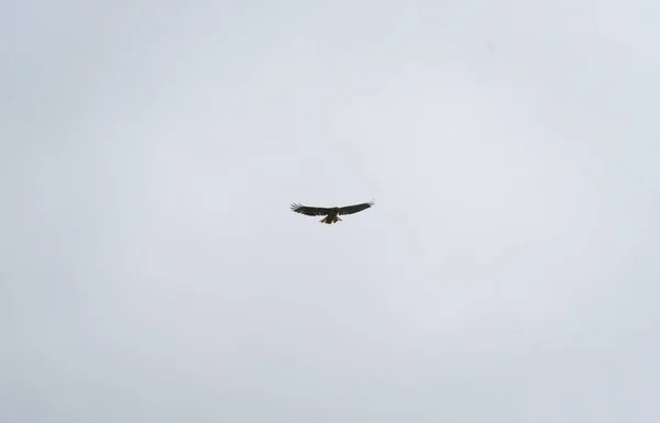 Kleiner Falke fliegt in den blauen Himmel — Stockfoto