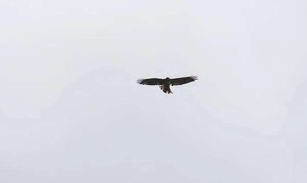 Kleine falcon vliegen in de blauwe luchten — Stockfoto