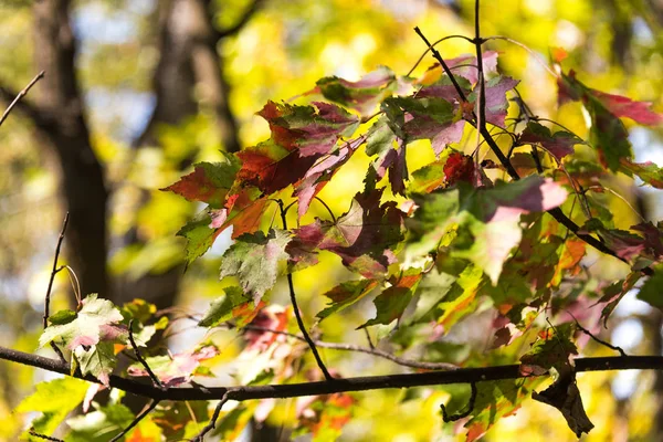 Gyönyörű színes őszi levelek a fán — Stock Fotó