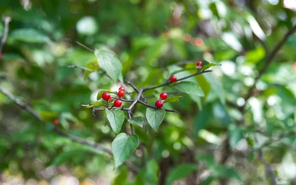 Schöne bunte Herbstblätter auf einem Baum — Stockfoto