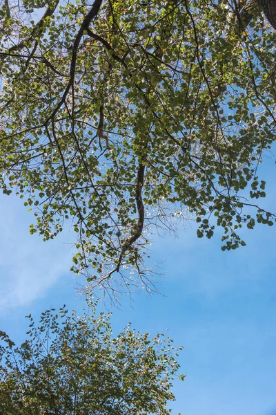 Hermosas hojas coloridas de otoño en un árbol — Foto de Stock