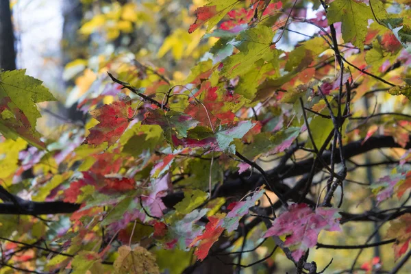 Gyönyörű színes őszi levelek a fán — Stock Fotó