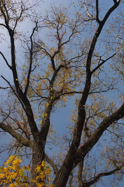 Hermosas hojas coloridas de otoño en un árbol — Foto de Stock