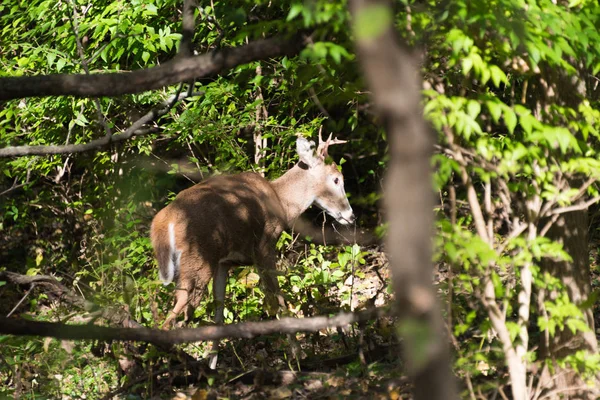 Selvagem jovem cervo macho no parque no outono — Fotografia de Stock