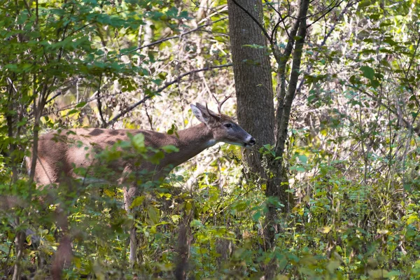 秋の公園で野生の若い男性の鹿 — ストック写真
