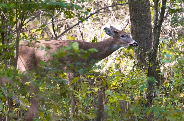 Sonbahar parkta vahşi genç erkek geyik