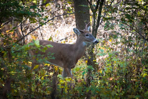 Selvagem jovem cervo macho no parque no outono — Fotografia de Stock