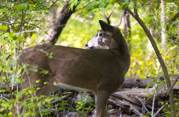 Sonbahar parkta vahşi genç erkek geyik — Stok fotoğraf