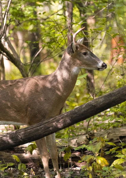 Selvagem jovem cervo macho no parque no outono — Fotografia de Stock