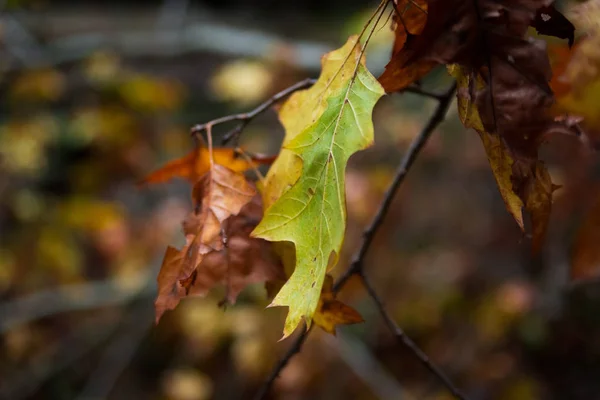 Krásné barevné podzimní listí v parku — Stock fotografie