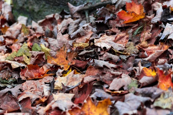 Krásné barevné podzimní listí v parku — Stock fotografie