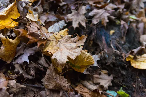 Krásné barevné podzimní listí v parku — Stock fotografie