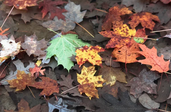 Krásné barevné podzimní listí do vody — Stock fotografie