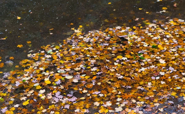 Hermosas hojas coloridas de otoño en el agua — Foto de Stock