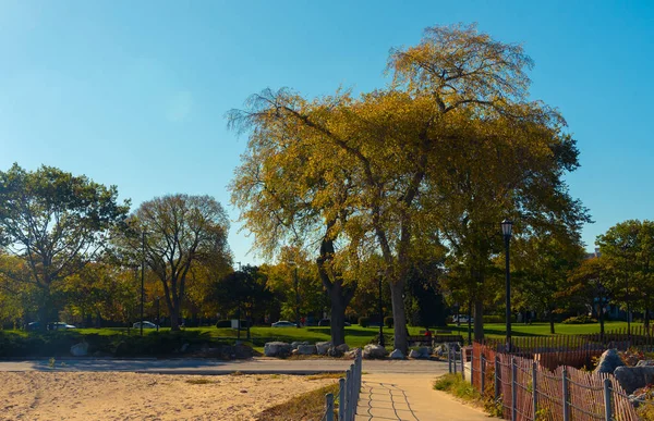 Прекрасне дерево з жовтим листям в осінньому парку — стокове фото