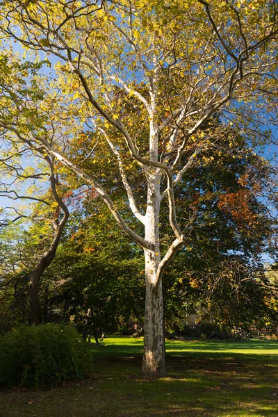 Hermoso árbol con hojas amarillas en un parque de otoño — Foto de Stock