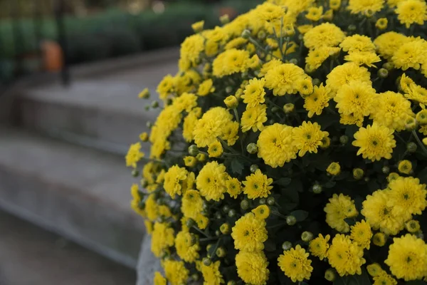 Vackra gula blommor i en stadsträdgård — Stockfoto