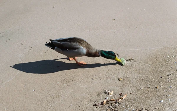 Pequeño pato en una playa de arena lago — Foto de Stock