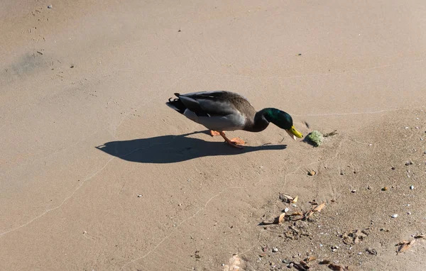 Pequeño pato en una playa de arena lago — Foto de Stock