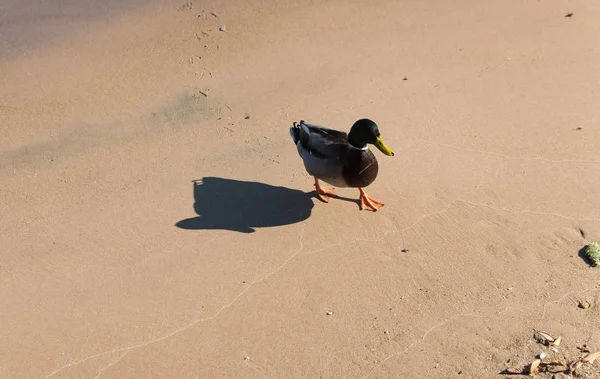 Piccola anatra su una spiaggia di sabbia di lago — Foto Stock