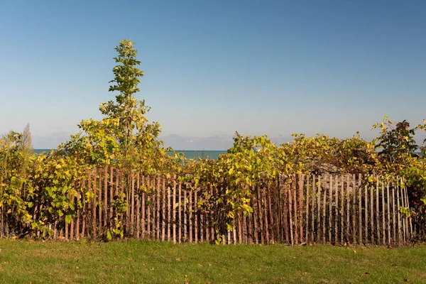 Valla de madera con arbustos verdes cerca del lago — Foto de Stock