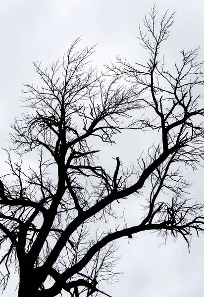 Árvore grande sem folhas - preto e branco — Fotografia de Stock