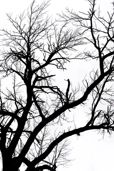 Big tree with no leaves - black and white