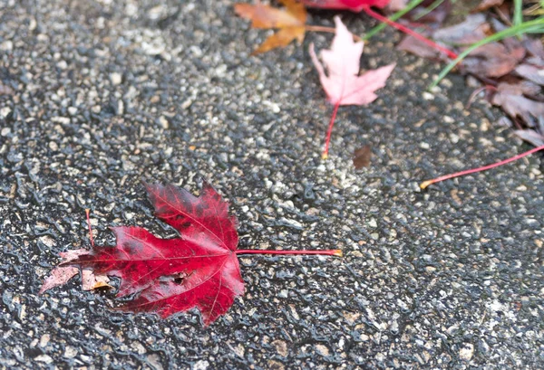 Las hojas secas en el suelo en el parque otoñal —  Fotos de Stock