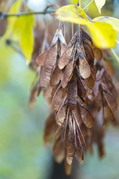 Feuilles sèches sur l'arbre dans le parc d'automne — Photo