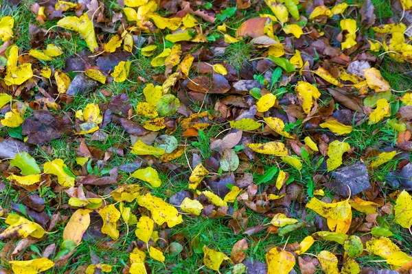 Suché listí na zemi v podzimní park — Stock fotografie