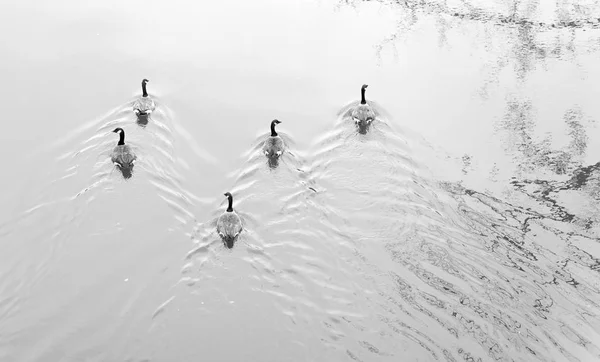 Geese swimming down the river - black and white — Stock Photo, Image