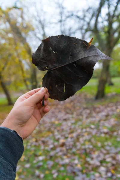 Hand hält großes schwarzes trockenes Blatt im Park — Stockfoto
