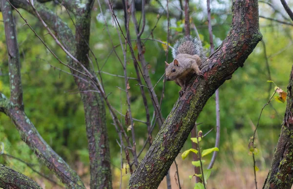 Kis szürke mókus az őszi parkban — Stock Fotó
