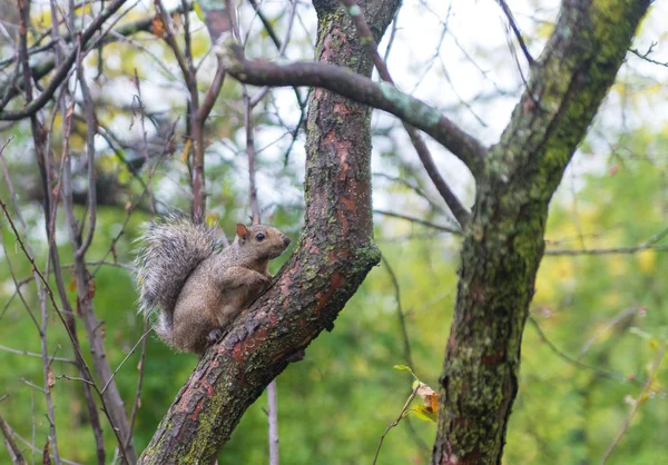 Kleines Grauhörnchen im Herbstpark — Stockfoto