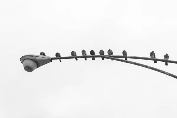 Pombos sentados em um poste de lâmpada de rua — Fotografia de Stock