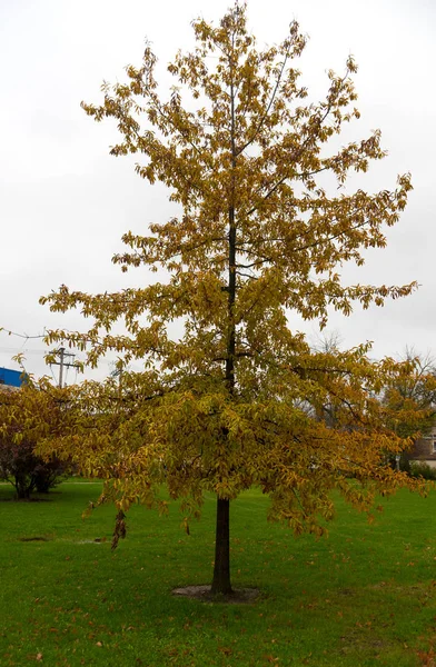 Árbol con hojas amarillas en un parque otoñal — Foto de Stock