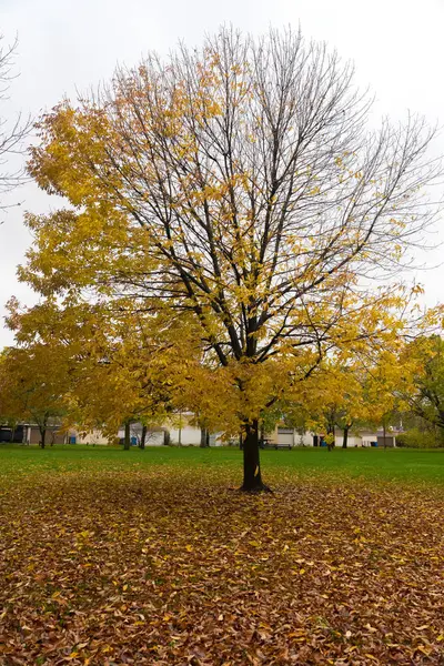Árbol con hojas amarillas en un parque otoñal —  Fotos de Stock