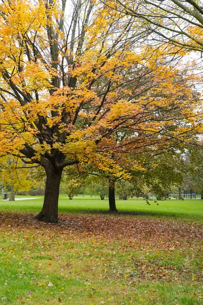 Árbol con hojas amarillas en un parque otoñal —  Fotos de Stock