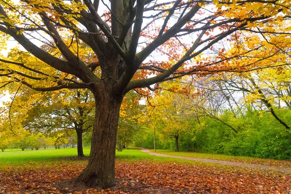 Árbol con hojas amarillas en un parque otoñal —  Fotos de Stock