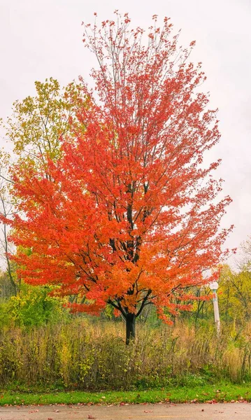 Árbol con las hojas rojas en el parque de otoño —  Fotos de Stock