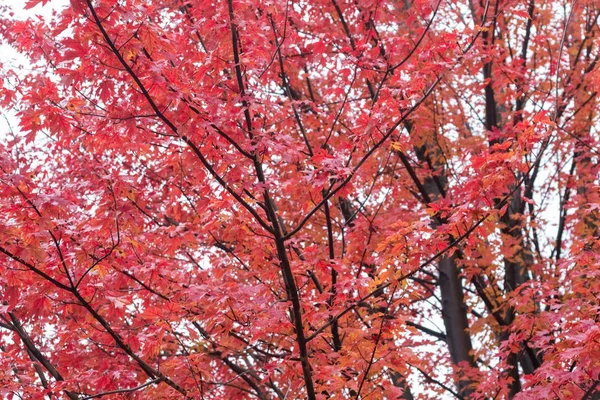 Árbol con las hojas rojas en el parque de otoño —  Fotos de Stock