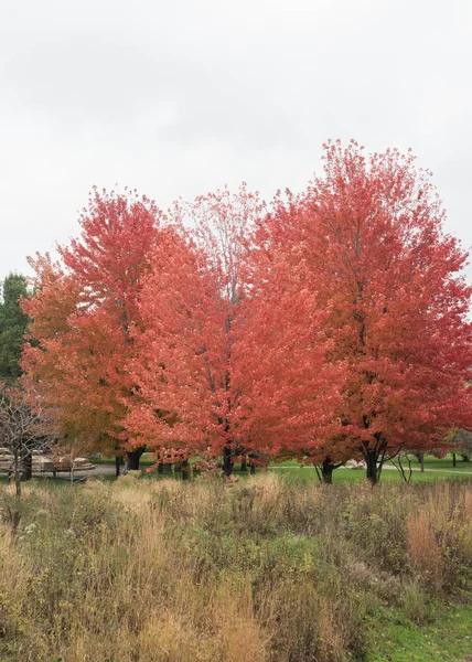 Árbol con las hojas rojas en el parque de otoño —  Fotos de Stock