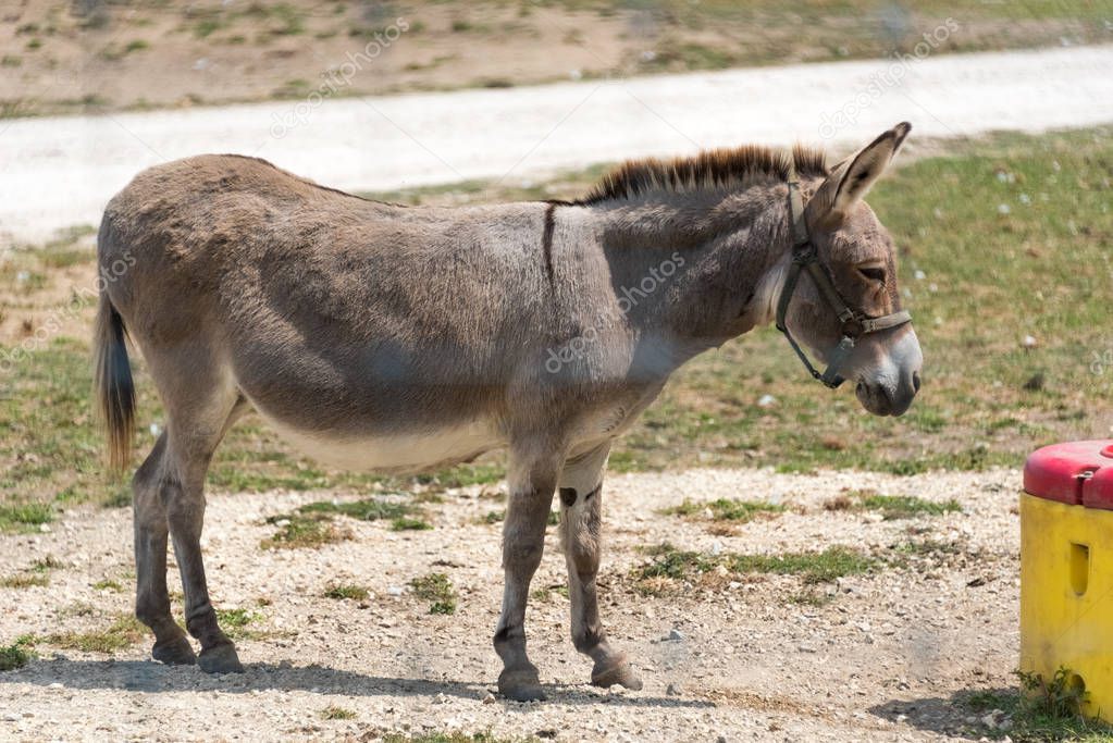 Small donkey on a country safari farm